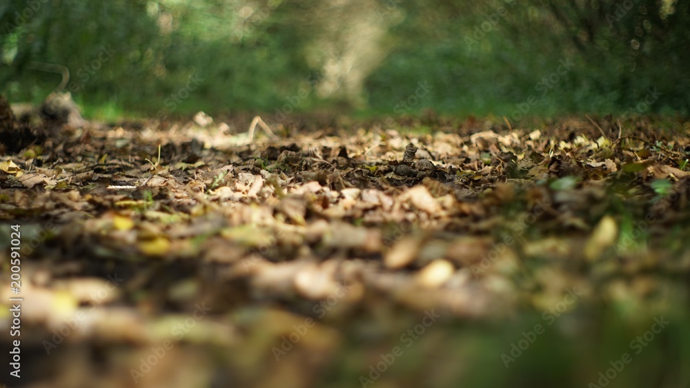 Obraz premium Autumn leaves 