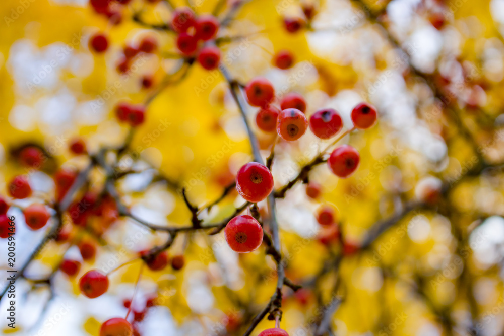 Small wild apples on a background of yellow foliage in autumn Small wild apples on a background of yellow foliage in autumn