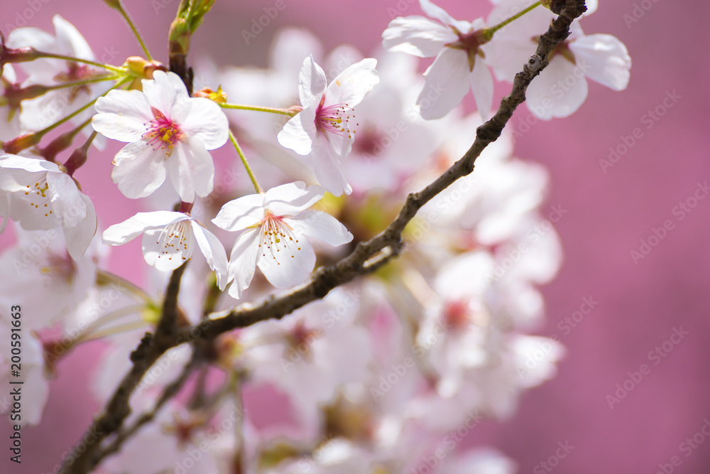 桜の花