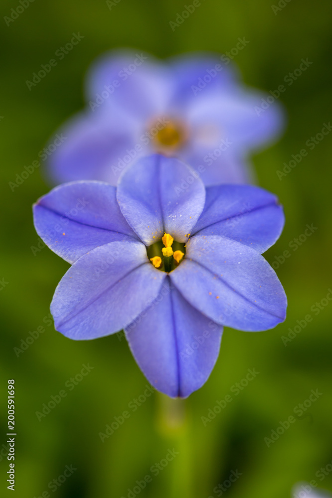 Fototapeta premium ハナニラの花