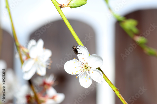 Fotografie Beetles pollinate flowers since time immemorial