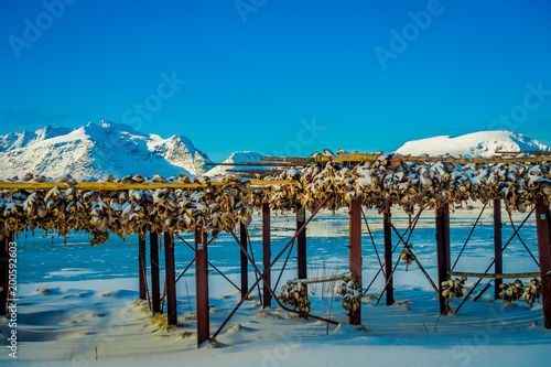 Outdoor view traditional way of drying cod stock fish in Lofoten Islands photo