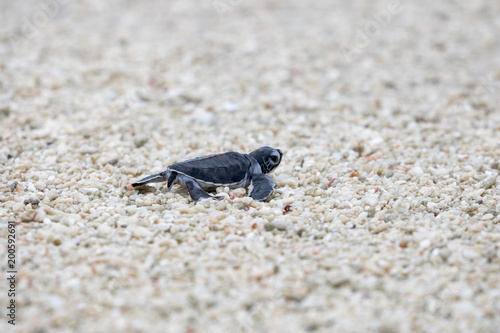 Turtle hatchling going to the ocean on a sandy beach in Queensland Australia 