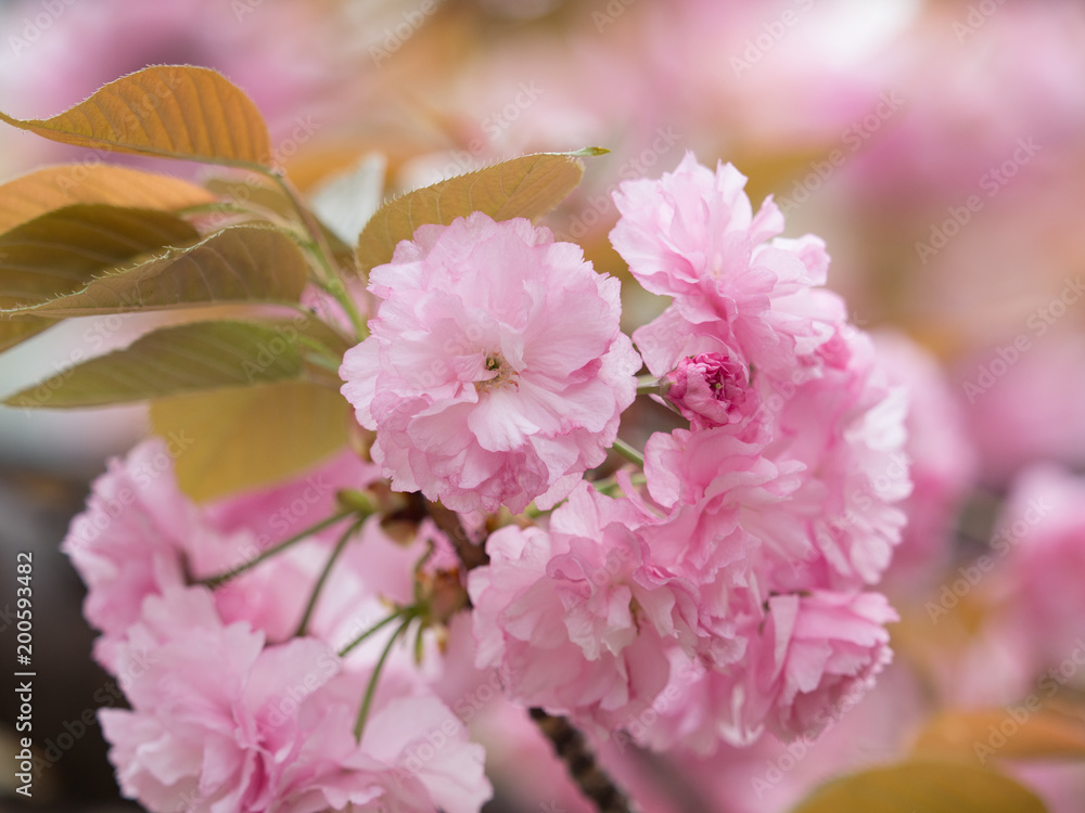 八重桜　関山