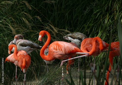 Naklejka zwierzę flamingo ptak egzotyczny dziki