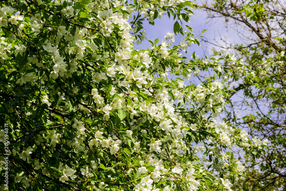 Flowering of apple tree in May
