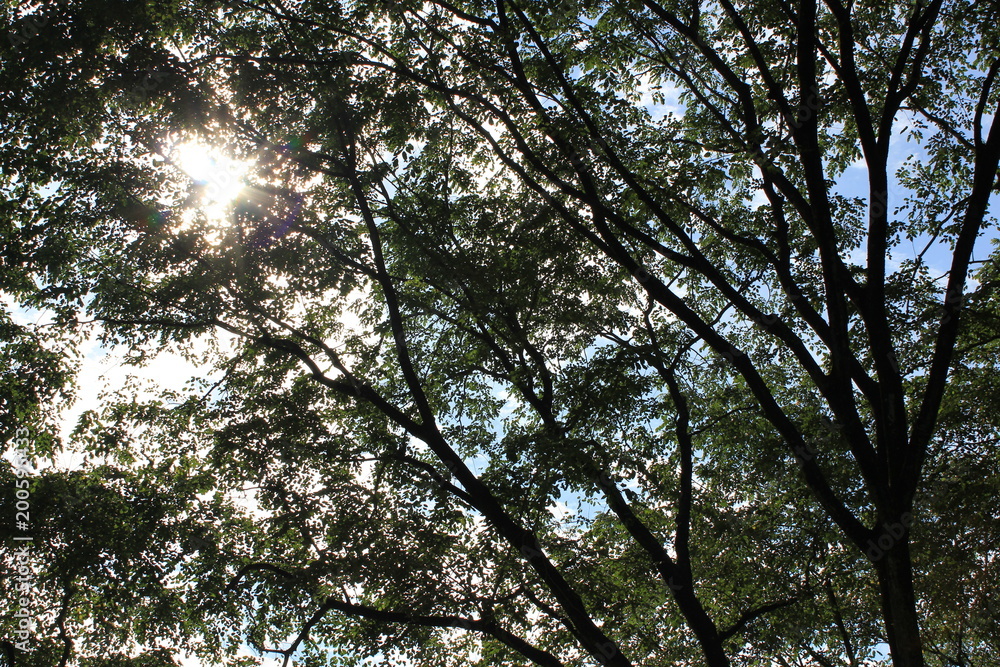 Fototapeta premium Shining Tree Beacon