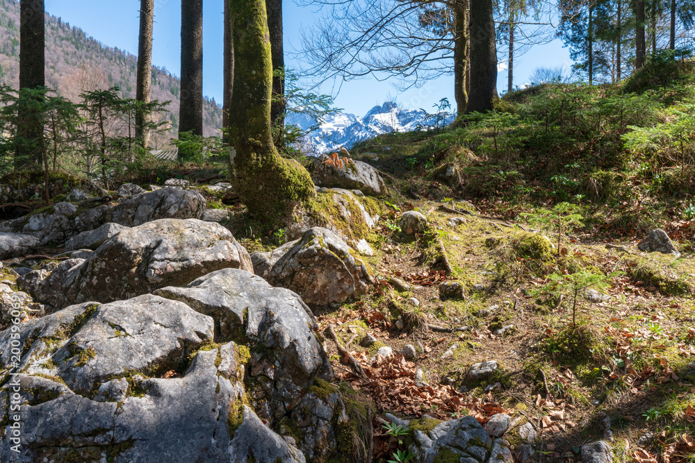 Waldlichtung mit Felsen Waldlichtung mit Felsen