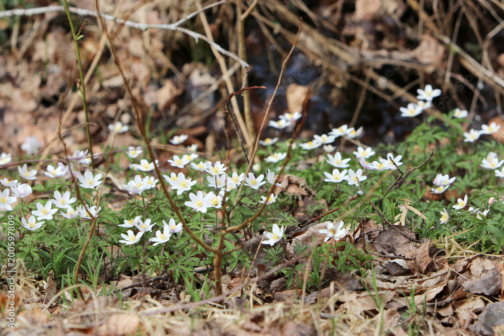 Flowering shrubs delight the viewer in spring,
Flowering shrubs delight the viewer in spring,