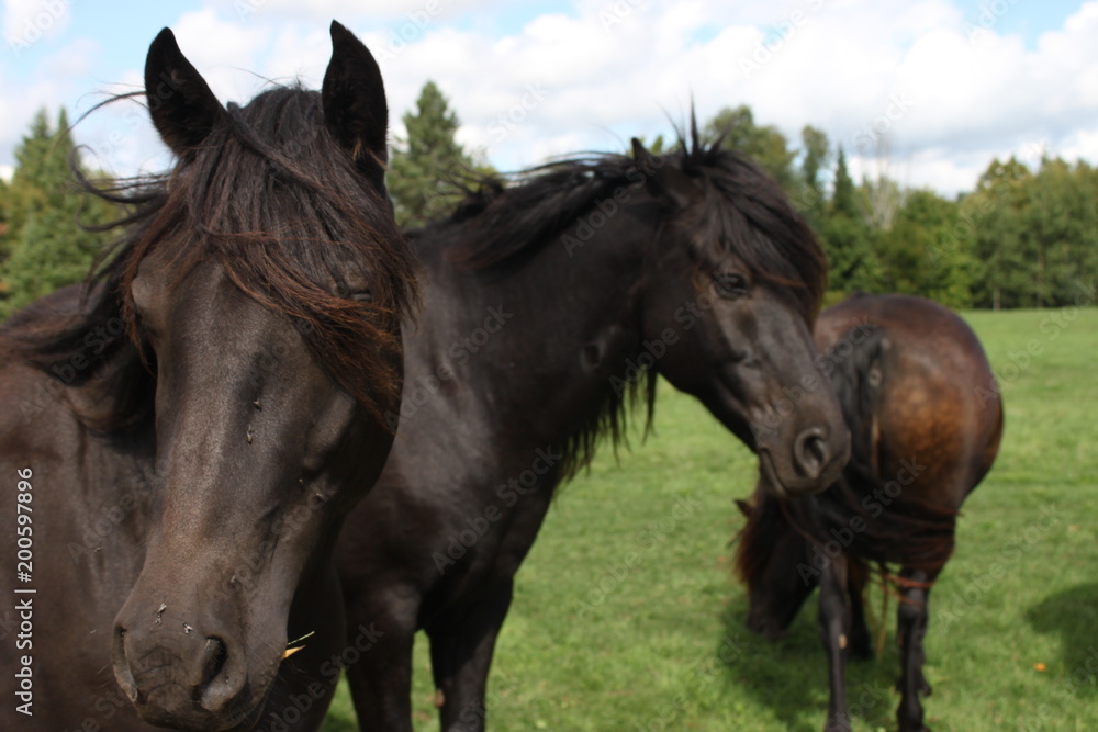 Three dark brown horses Three dark brown horses
