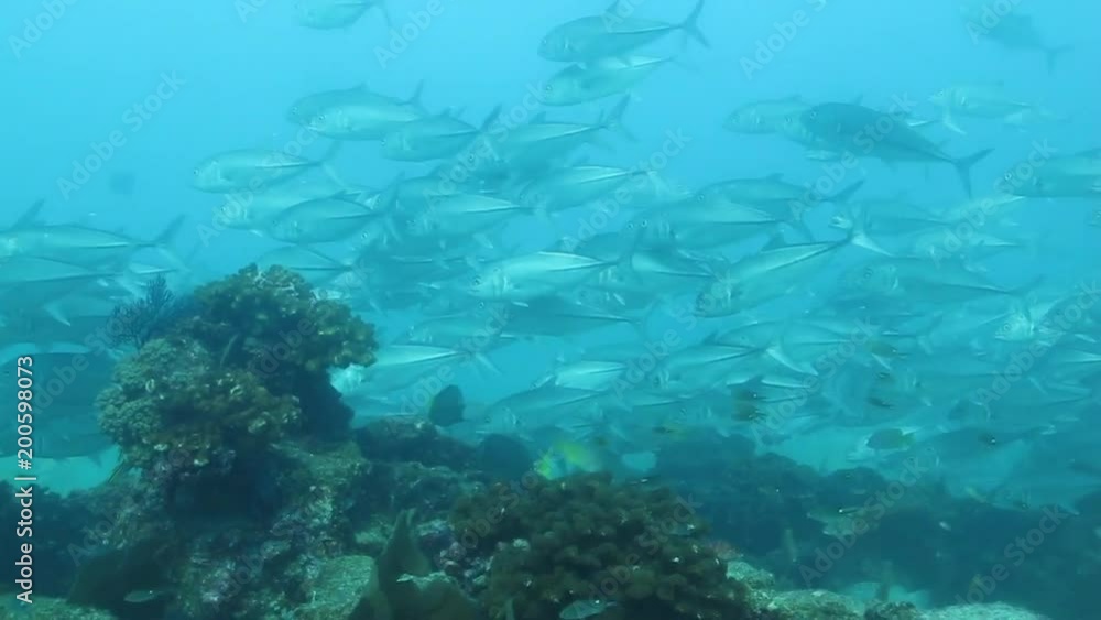 Big eye Trevally Jack, (Caranx sexfasciatus) Forming a polarized school or bait ball. Cabo Pulmo National Park, Cousteau once named it The world's aquarium. Baja California Sur,Mexico. Big eye Trevally Jack, (Caranx sexfasciatus) Forming a polarized school or bait ball. Cabo Pulmo National Park, Cousteau once named it The world's aquarium. Baja California Sur,Mexico.