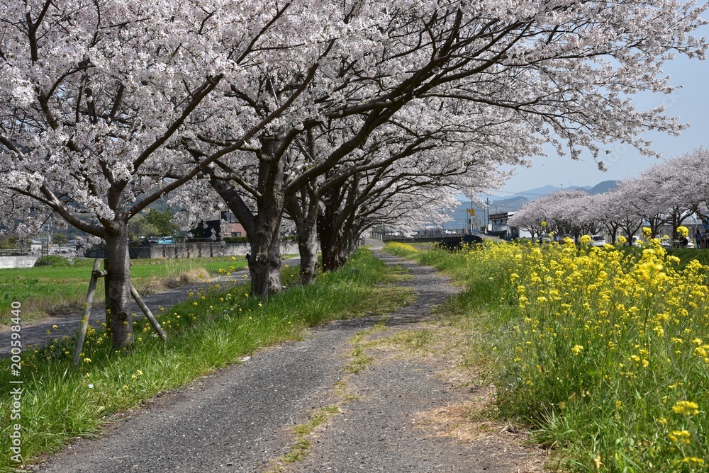 日本の桜風景 日本の桜風景