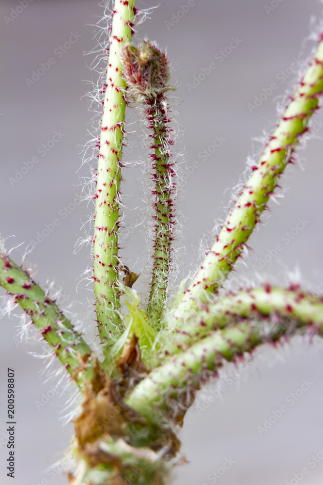 Naklejka premium flower