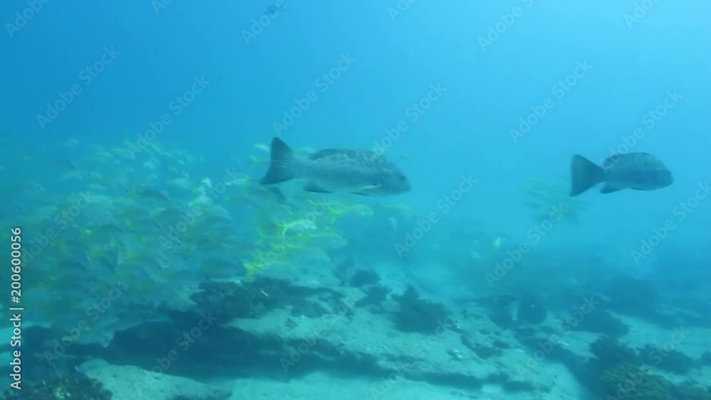 Leopard grouper (Mycteroperca rosacea), in a shipwreck, reefs of the Sea of Cortez, Pacific ocean. Cabo Pulmo National Park, Baja California Sur, Mexico. Leopard grouper (Mycteroperca rosacea), in a shipwreck, reefs of the Sea of Cortez, Pacific ocean. Cabo Pulmo National Park, Baja California Sur, Mexico.