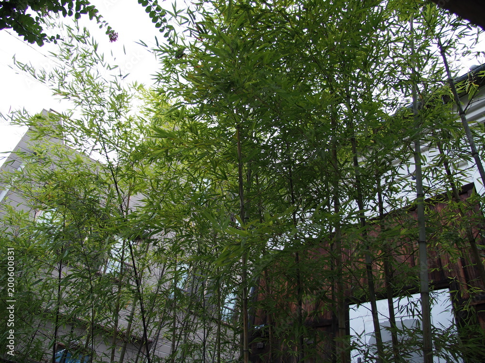 Obraz premium 風景