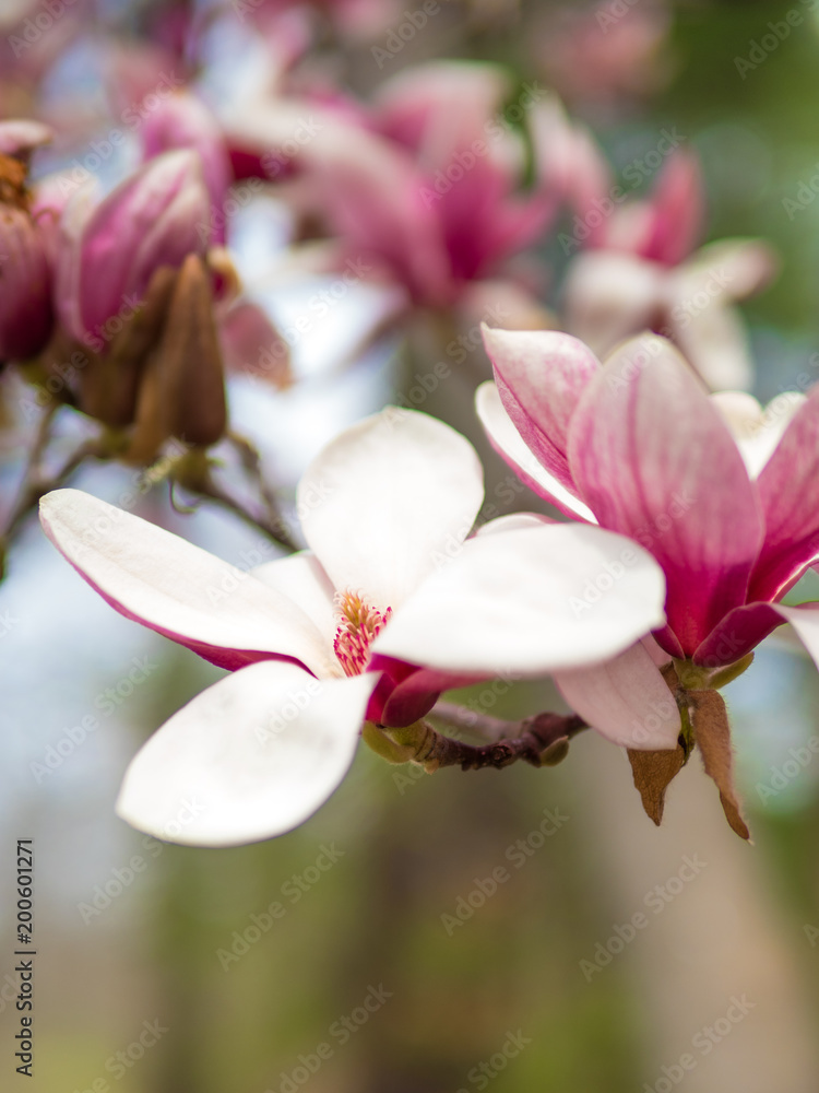 Naklejka premium Vibrant Springtime magnolias