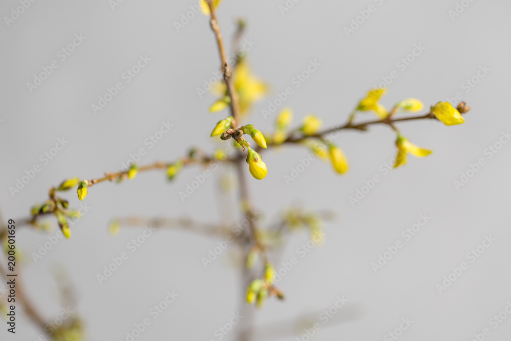 Yellow forsythia suspensa spring. Flowers bloom from buds on the branches. gray background Yellow forsythia suspensa spring. Flowers bloom from buds on the branches. gray background