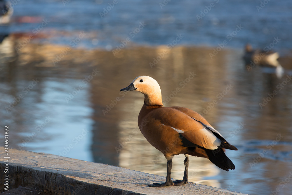 Ruddy shelduck (Tadorna ferruginea) close up on a pond Ruddy shelduck (Tadorna ferruginea) close up on a pond