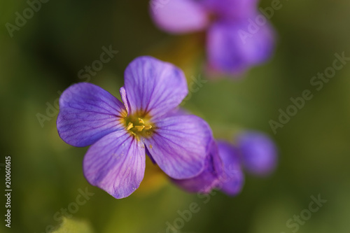 fleurs,flowers,nature,