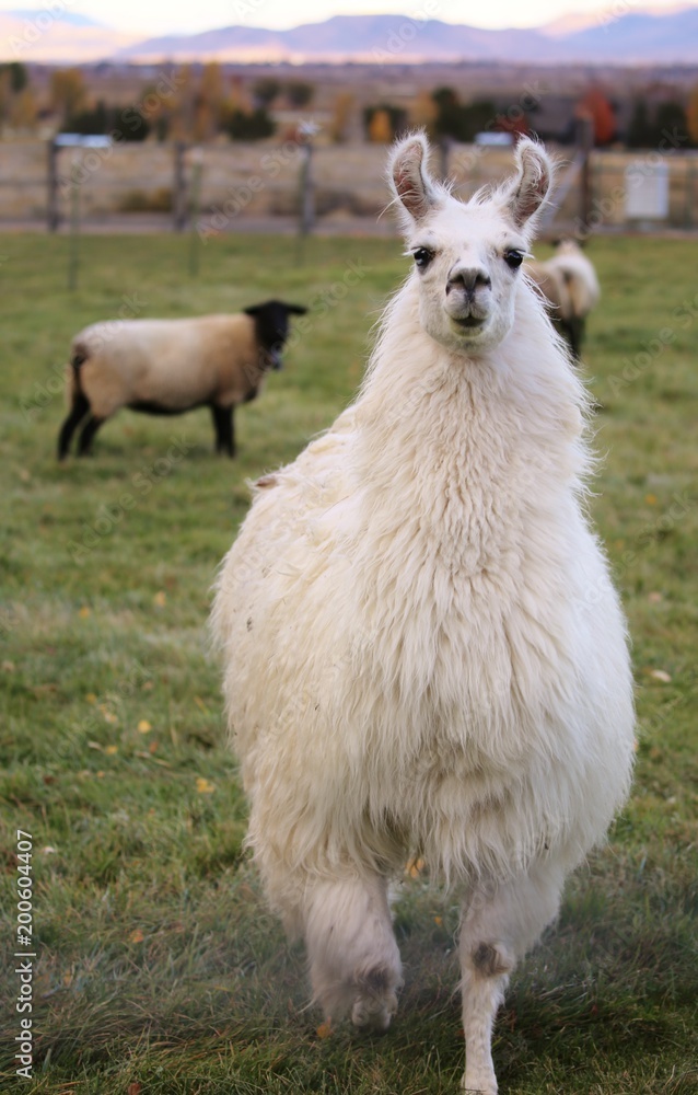 Obraz premium Approaching Llama