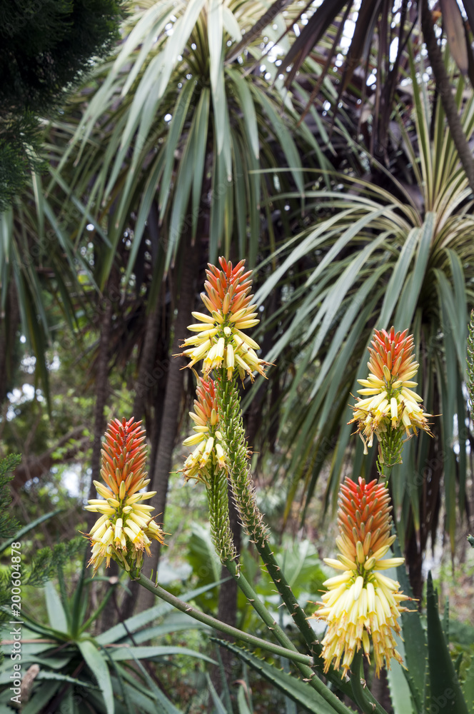 Sydney Australia, African red hot poker plant with orange and yellow flowers Sydney Australia, African red hot poker plant with orange and yellow flowers