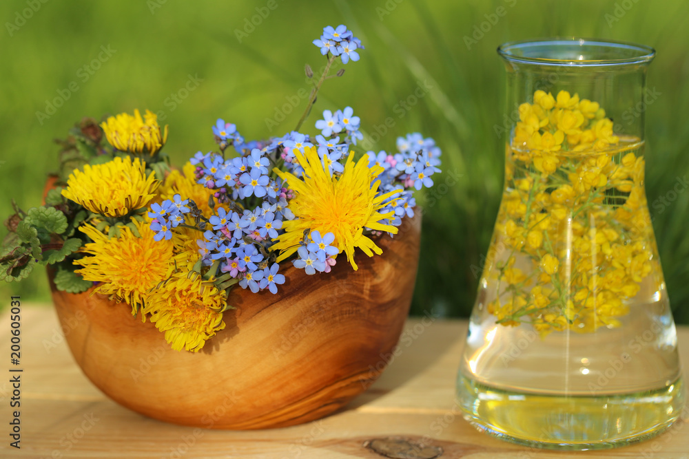 Healing Herbs. tincture of flowering Mahonia in a laboratory flask and bottle and fresh flowers, in a wooden bowl and on a wooden board.health and homeopathy concept Healing Herbs. tincture of flowering Mahonia in a laboratory flask and bottle and fresh flowers, in a wooden bowl and on a wooden board.health and homeopathy concept