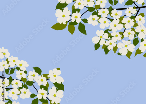 Wallpaper Mural 空を背景にしたハナミズキの白い花 Torontodigital.ca