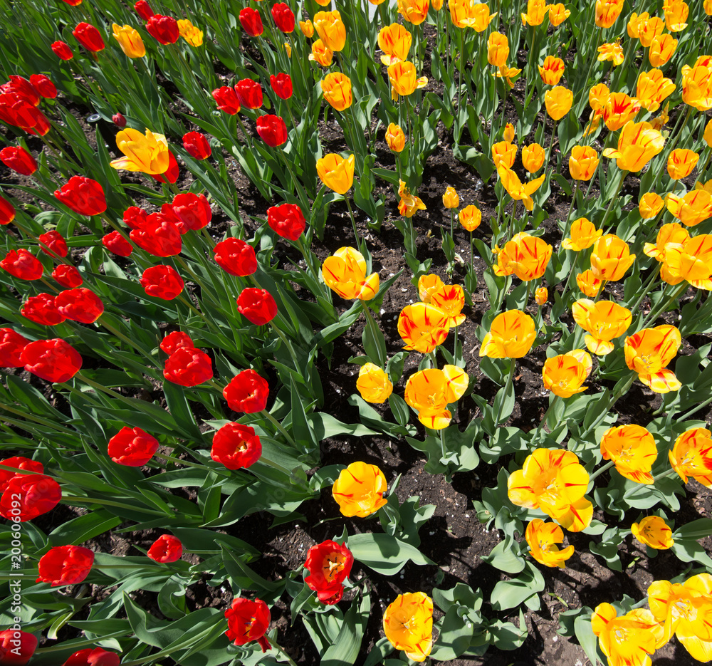 Multicolored Tulips 