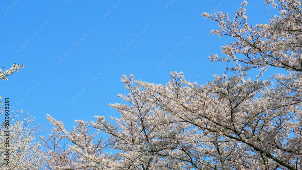Shower of cherry blossom Shower of cherry blossom