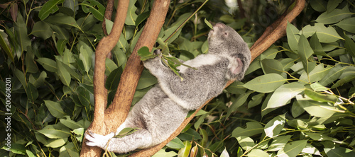 Photography Cute Australian Koala resting during the day.