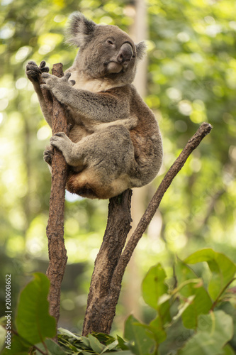 Fototapeta Naklejka Na Ścianę i Meble -  Cute Australian Koala resting during the day.