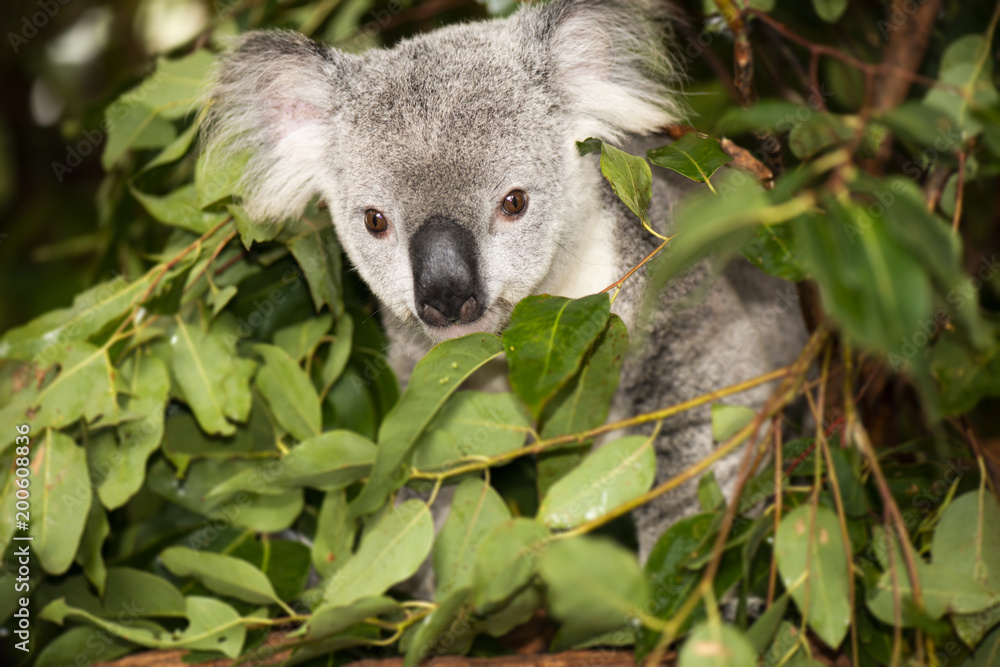 Cute Australian Koala resting during the day. Cute Australian Koala resting during the day.