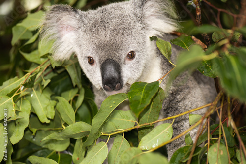 Photography Cute Australian Koala resting during the day.