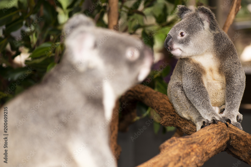 Naklejka premium Cute Australian Koala resting during the day.