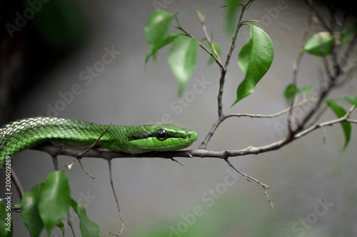 Green snake