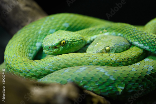 Green snakes in a nest