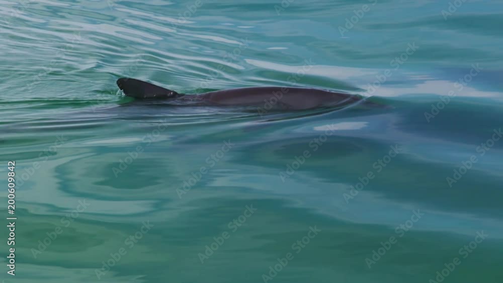 A shot of three dolphins under water. The shot was taken above the dolphins. A shot of three dolphins under water. The shot was taken above the dolphins.