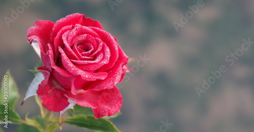 red rose flower of love