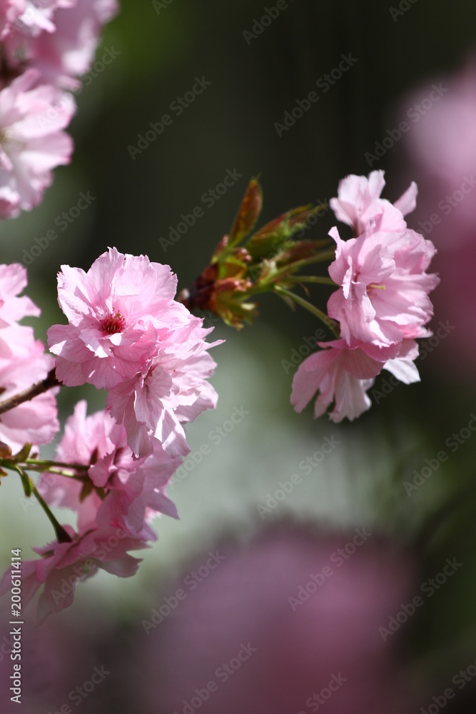 Obraz premium Blossoming orchards in the spring. Blooming orchard trees and hyacinths flowers. Spring background. Spring orchard on sunlight. Spring flower field background. Floral pattern. No sharpen