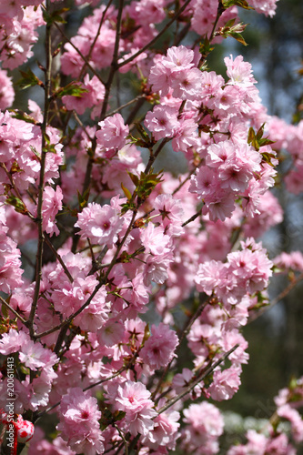 Wallpaper Mural Blossoming orchards in the spring. Blooming orchard trees and hyacinths flowers. Spring background. Spring orchard on sunlight. Spring flower field background. Floral pattern. No sharpen Torontodigital.ca