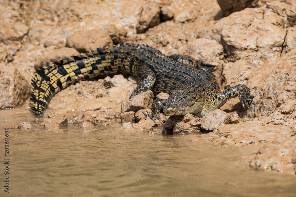 Fototapeta premium An Australian saltwater crocodile (Crocodylus porosus) on the muddy bank of a river in northern Australia