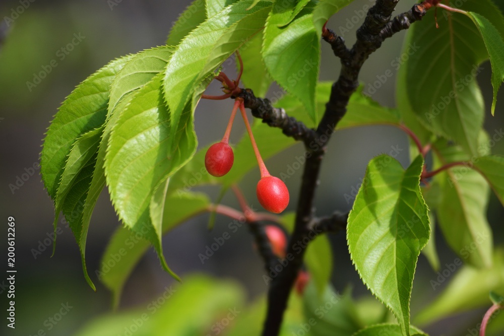 Cherry tree fruits