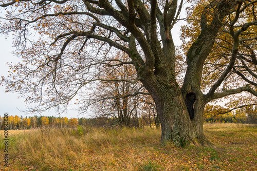 Melancholic autumn landscape is full of sad harmony. Lonely tree with fading leaves in the middle of the yellowing field in a cloudy evening looks as symbol of fading, ageing and loneliness.