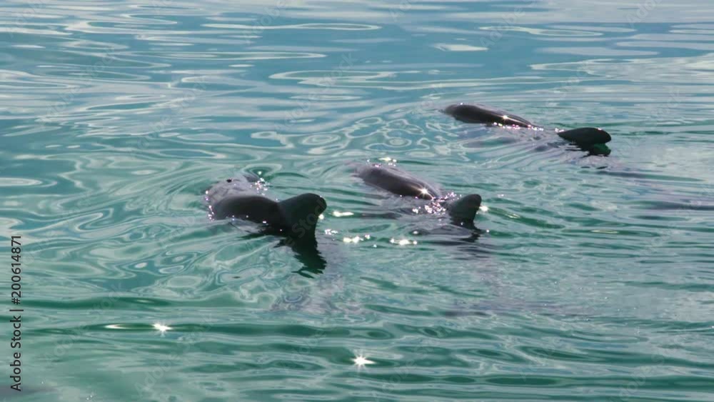 A slow motion shot of a school of dolphins near the water surface. A slow motion shot of a school of dolphins near the water surface.