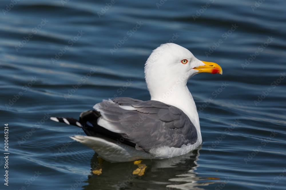 detailed side view portrait swimming yellow-legged gull (larus michahellis) detailed side view portrait swimming yellow-legged gull (larus michahellis)