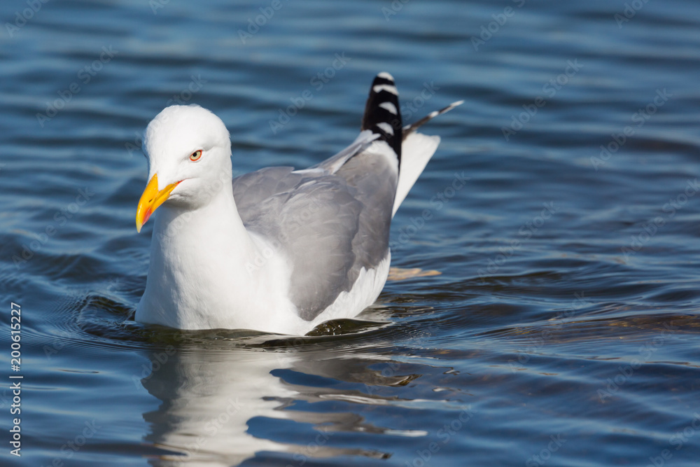 detailed portrait yellow-legged gull (larus michahellis) swimming, sunshine