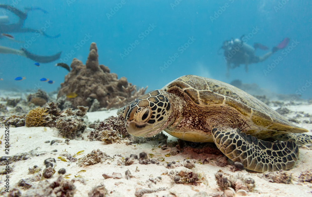 Obraz premium A young green turtle eating with scuba divers in the background on the great barrier reef in Australia 