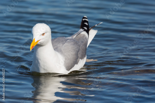 detailed portrait yellow-legged gull (larus michahellis) swimming, sunshine