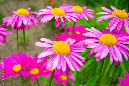 Gerber. large pink daisies with a bright yellow Center.