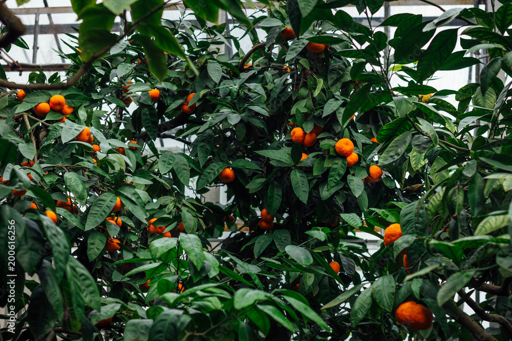 mandarins growing on tree in garden
